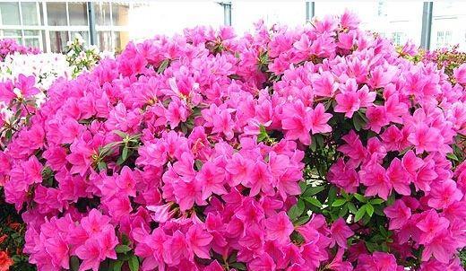 杜鹃长得不茂盛怎么办,杜鹃不开花怎么办教你一招