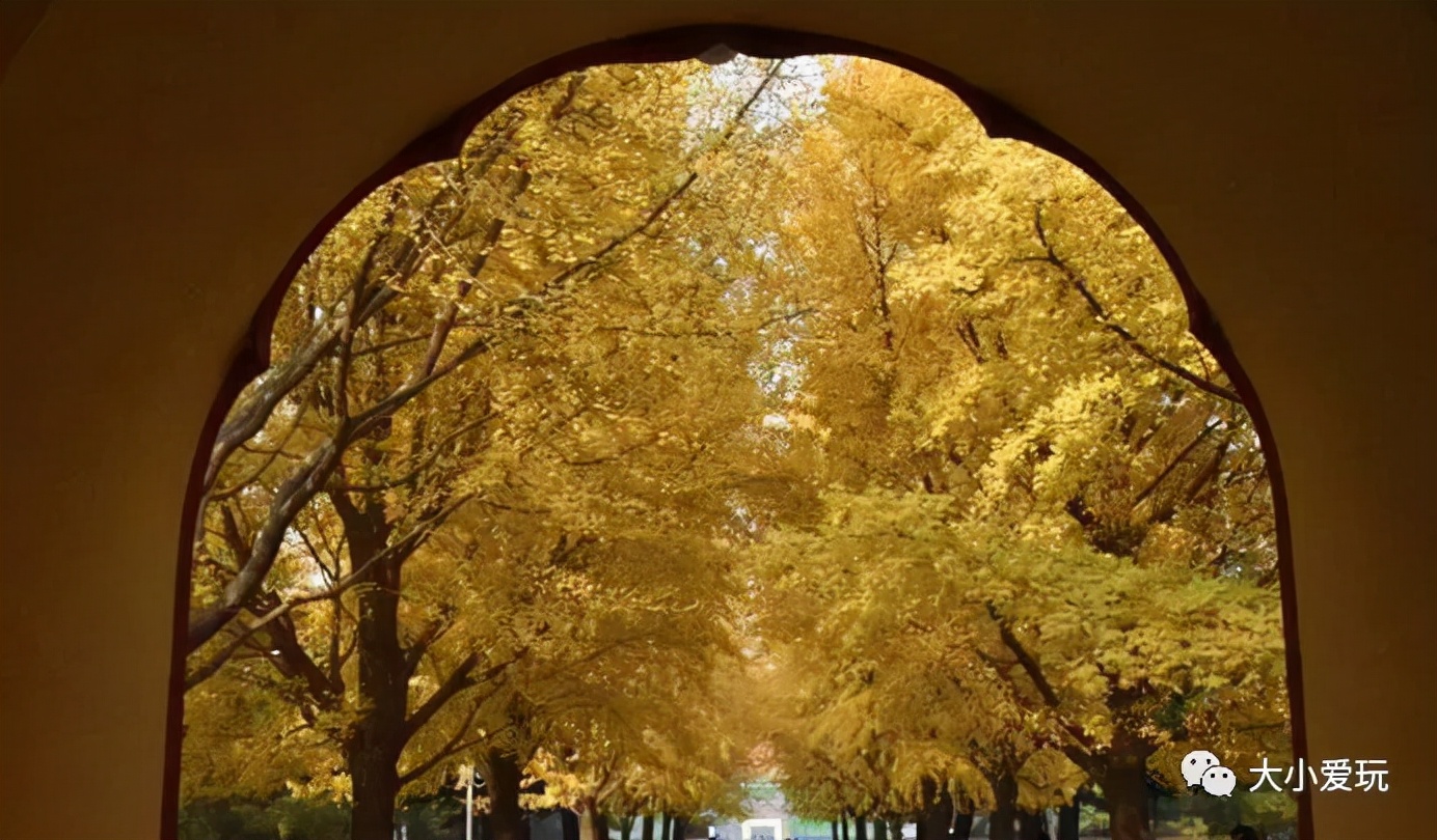 北京红螺寺银杏最佳观赏时间,北京赏银杏景区有哪些