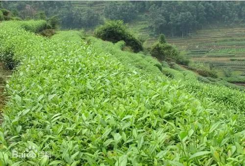 武夷岩茶的品种和香度的比较,武夷岩茶黄玫瑰价格表