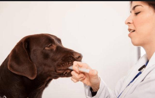 狗狗拉稀红色大便像果酱,狗狗拉稀红色大便像果酱怎么处理