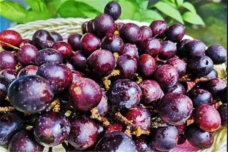 9月份云南有什么好吃水果,云南瓜果飘香有你最爱的吗