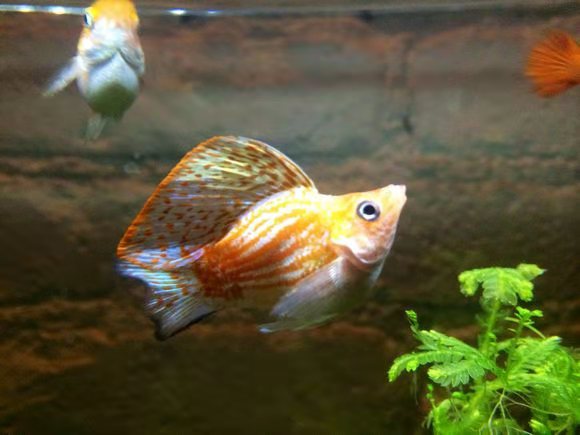 这种小型鱼也能饲养爆缸，小鱼苗生下来就可投喂鱼饲料，很省事的