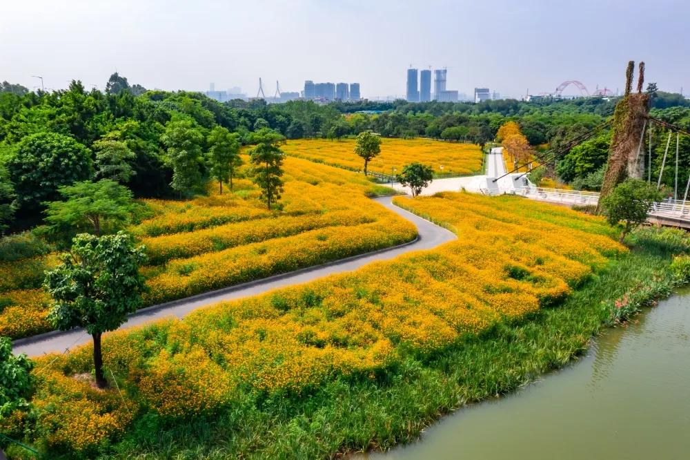 广州花海最新视频,广州花海大片蔚为壮观