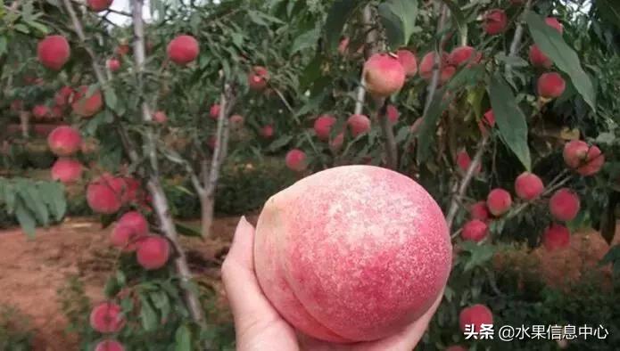 中国水果大全,中国水果大全图片和名字