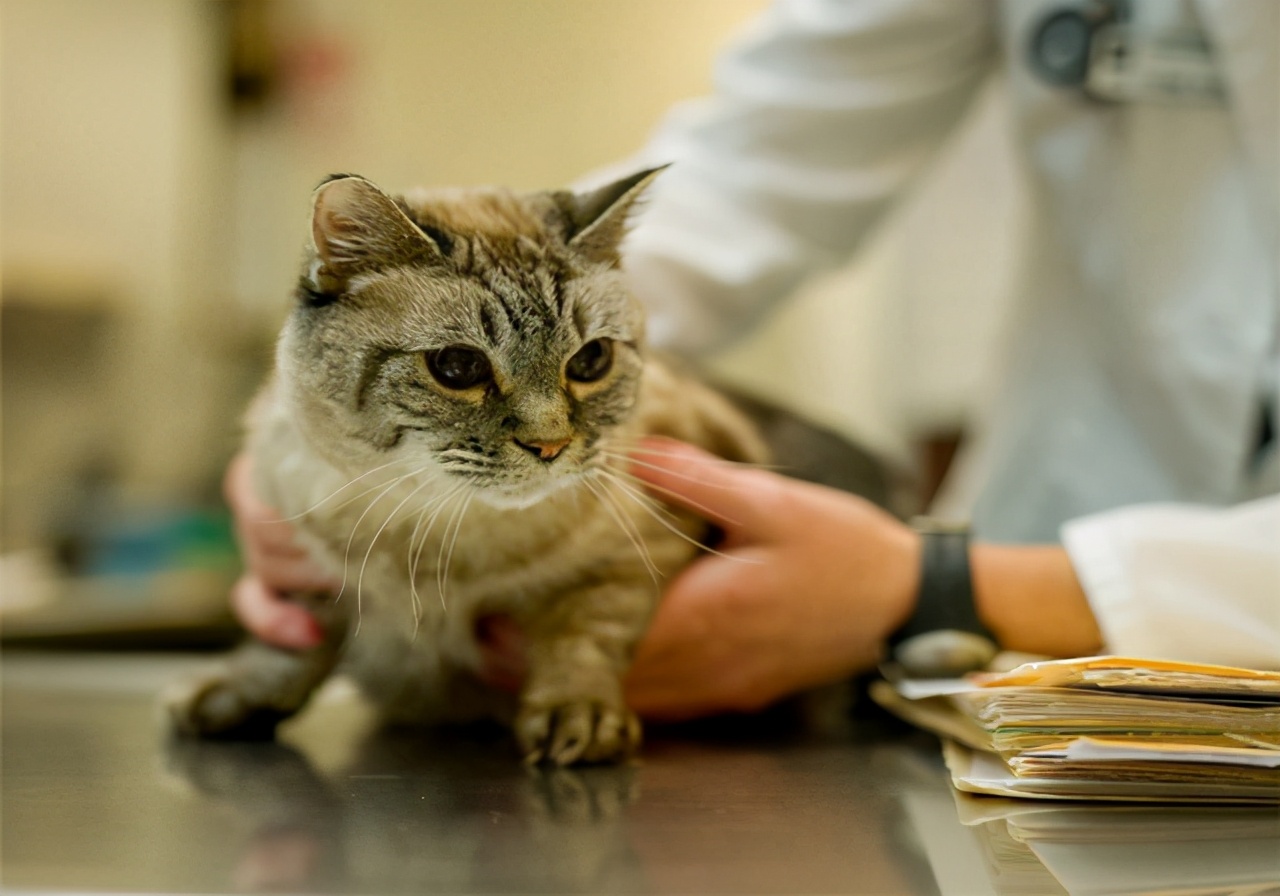 猫咪心包疝和心脏肥大,猫咪心脏的位置在哪里