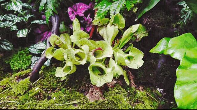 “酒鬼少女”特邀，900公里外的成都网红酒馆终于空降昆明