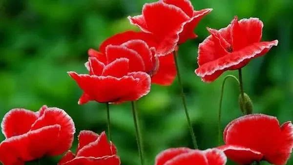 衡水市公安局回放记录,衡水冀州中学杀人案警方通告