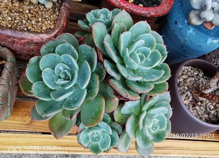 养多肉的人生感悟,人生如同养花