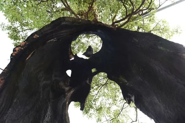 空心老树保护与养护措施,为什么老树空心也能活