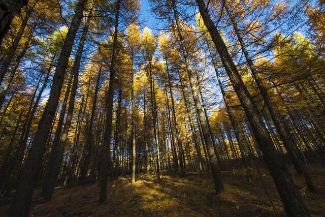 马家岩紫色花树,马家岩宜居