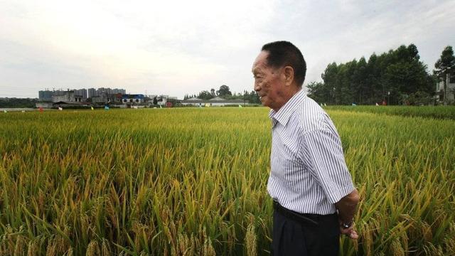 隆平高科旗下种业公司,隆平高科种子事件