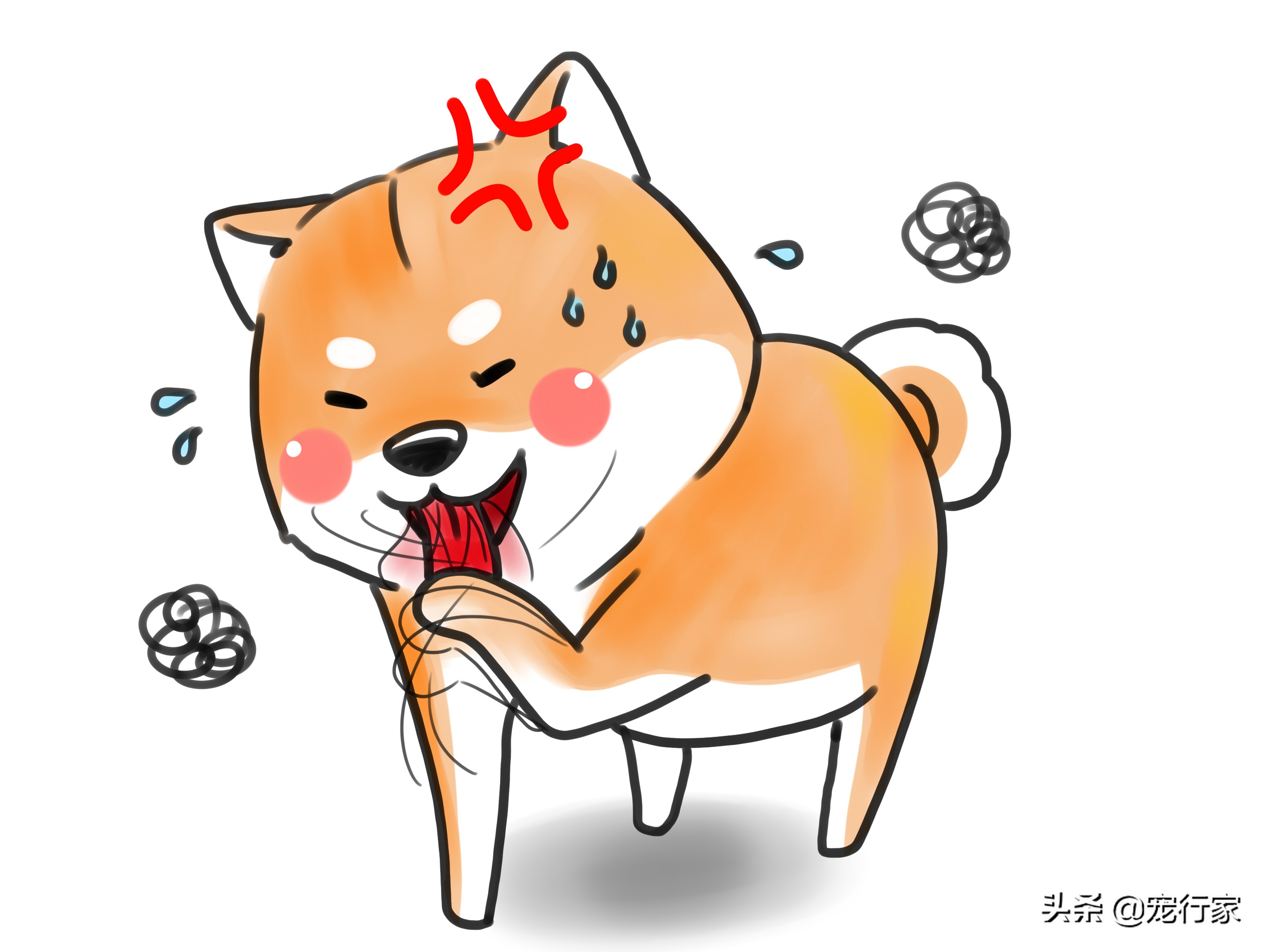 狗狗爪子受伤了流血了怎么办,狗狗爪子皮肉伤了用什么药