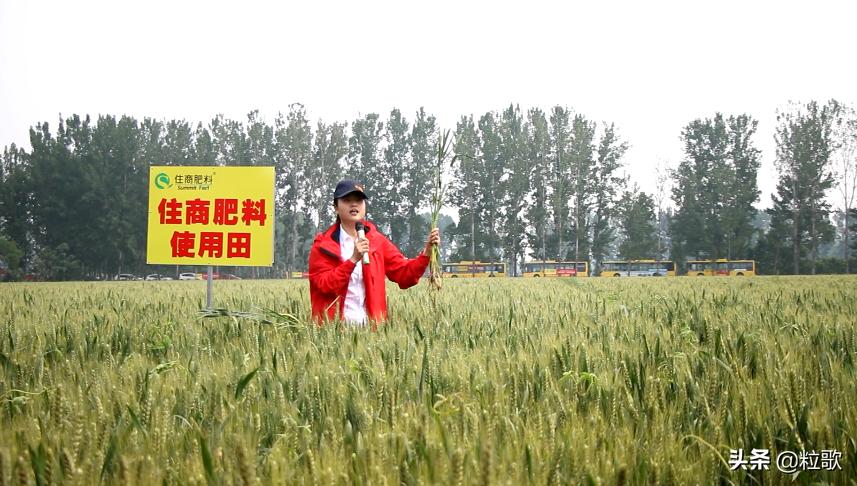 小麦用水溶肥提质增产,小麦防虫防病八合一高产水溶肥