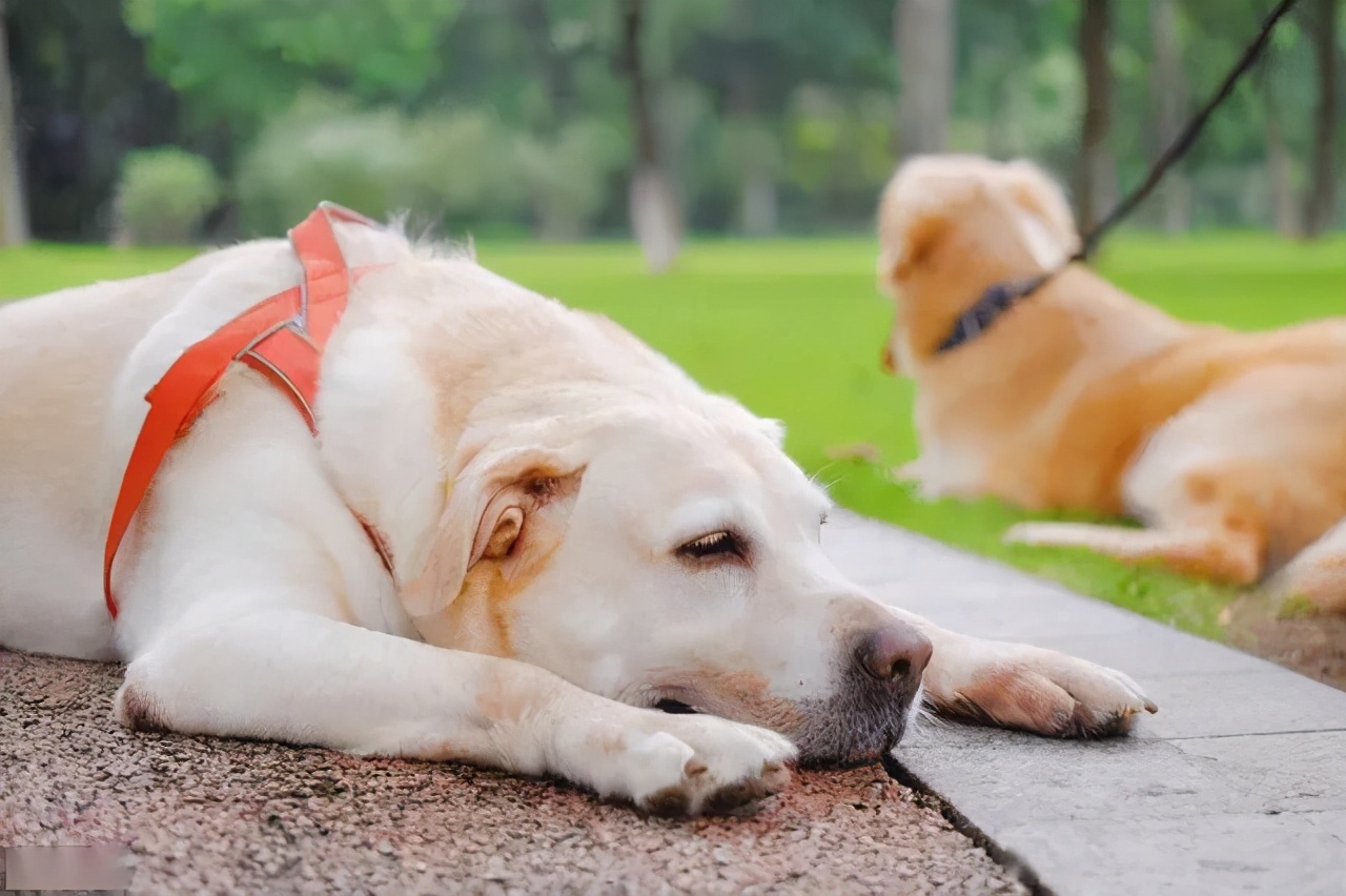 狗狗中暑的症状和应急处理办法,狗狗严重中暑正确缓解的应急措施