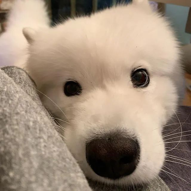 一只很乖很粘人的萨摩,萨摩粘人吗