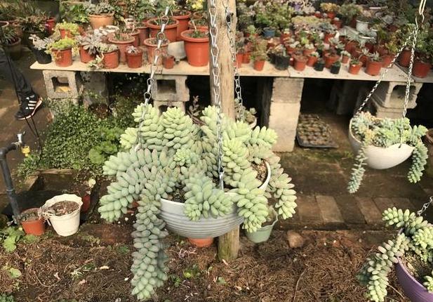 多肉玉缀锦图片,新玉缀多肉植物怎么养护