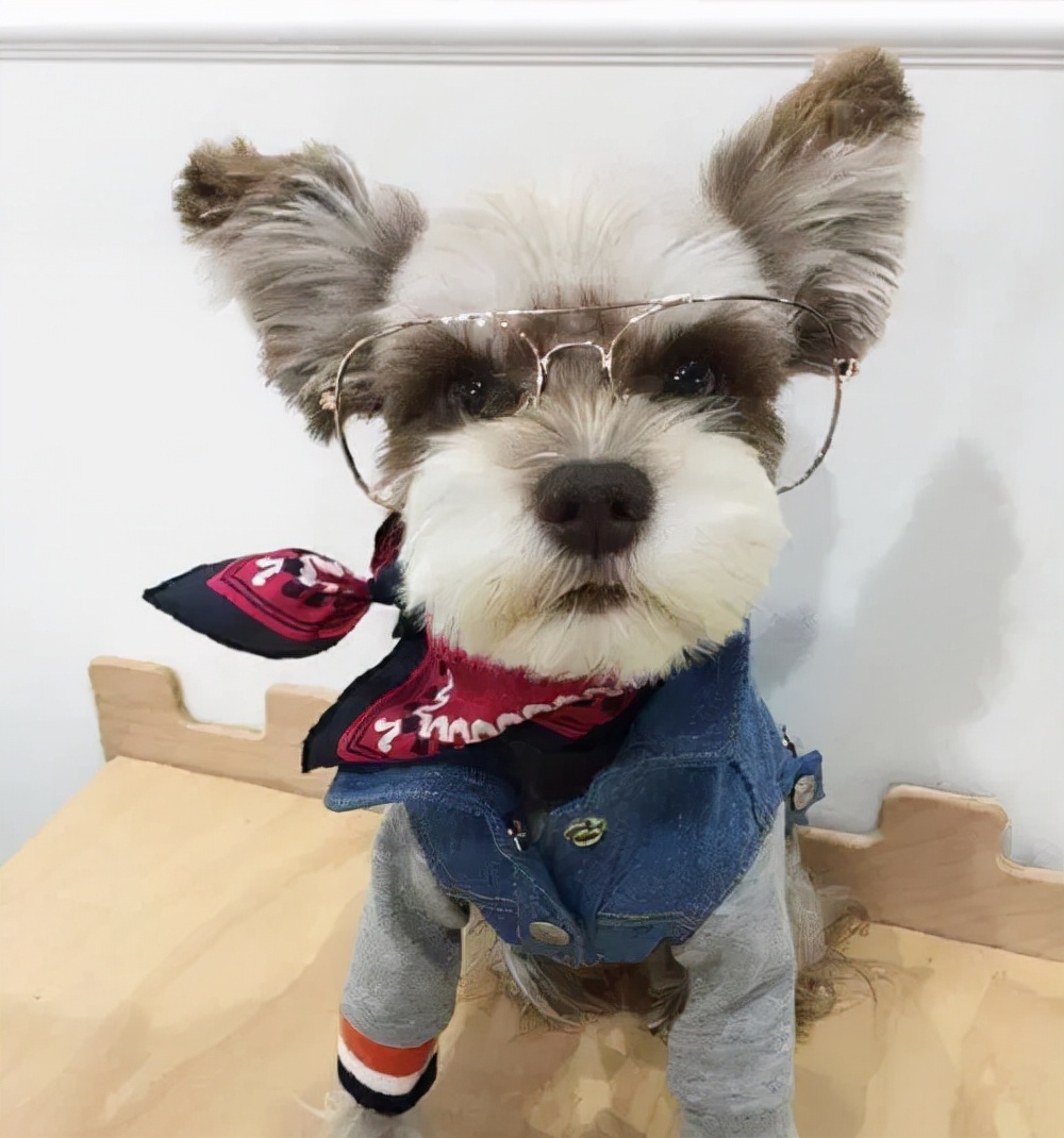 长不大的小白狗是什么狗,世界上小的狗都有哪一种