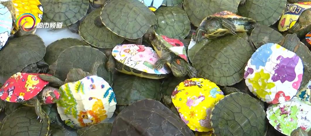 儿童观赏龟怎么养活,彩漆龟好养吗