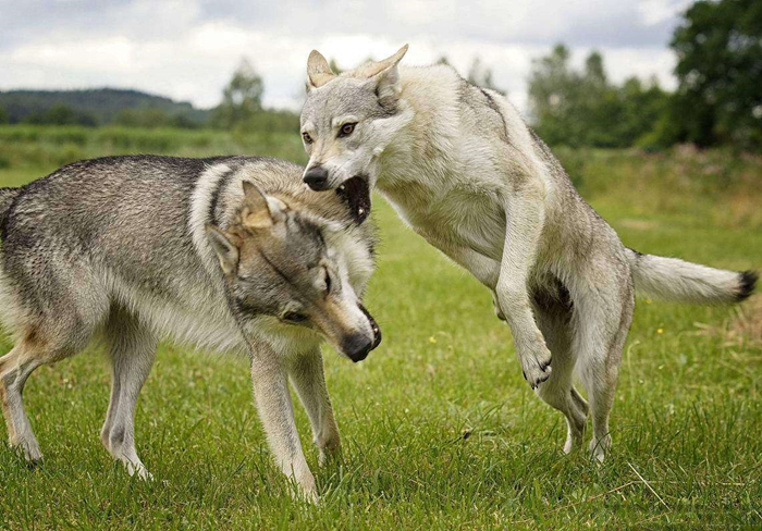 主人听见狗叫后推窗,却看见院中竟有两匹狼,报警后才知其身份
