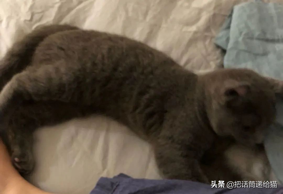 兔耳朵猫：我那么努力，就是为了能跟你永远在一起