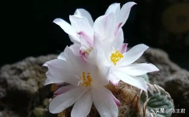 十大最贵法师多肉排行榜,玉露多肉最贵多少钱一棵