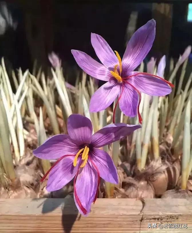 大红花藏红花适合夏天喝吗,藏红花怎样度夏