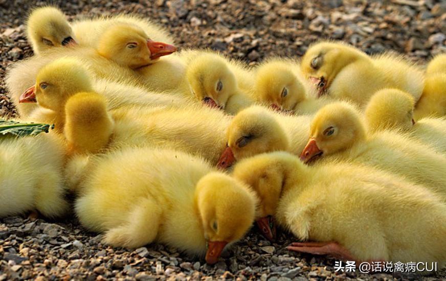 鹅食欲不振精神不佳拉稀吃什么药,鹅生病了呼噜流鼻涕