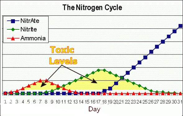 养鱼先养水培养硝化细菌,硝化细菌养水养鱼有什么好处