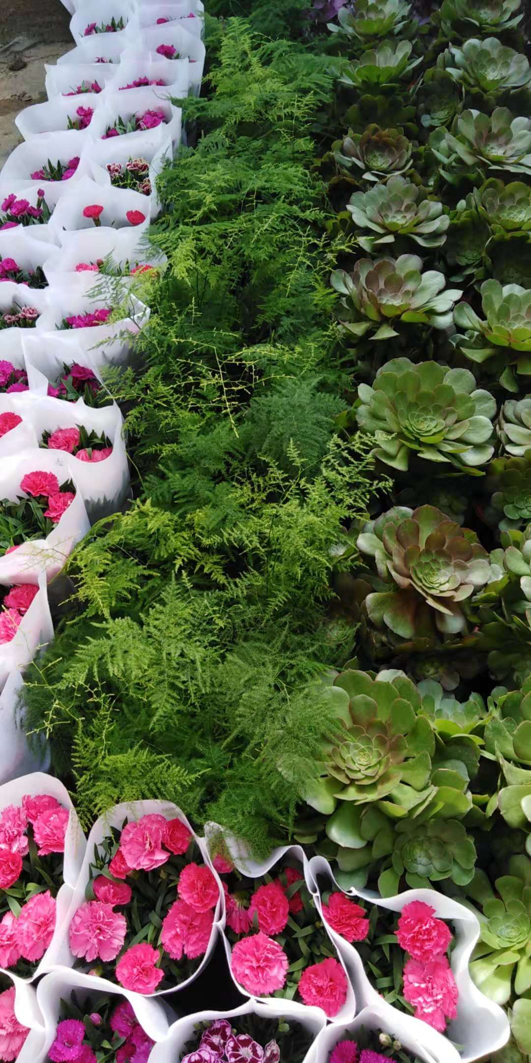 沈阳花卉市场扔花的地方,沈阳花卉市场