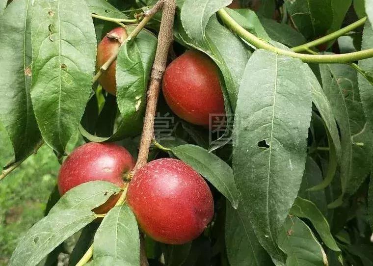 NO.849：阿克苏本地求职招聘、出租转让、农林牧副渔…信息大全