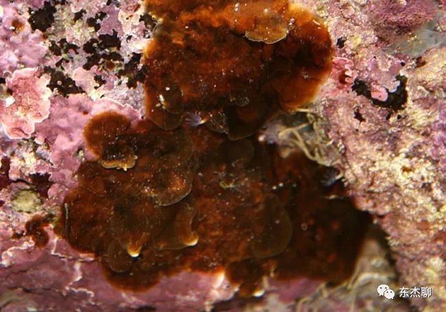 鱼缸中褐藻和绿藻的区别,海水藻缸褐藻需要清理吗