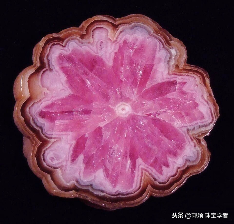 寒冷冬日，让那些永不凋零的“石头花”来温暖你