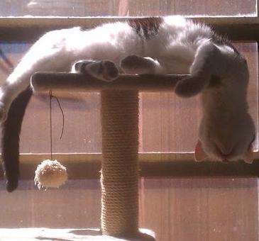 众所周知猫是液体,众所周知猫的缺点