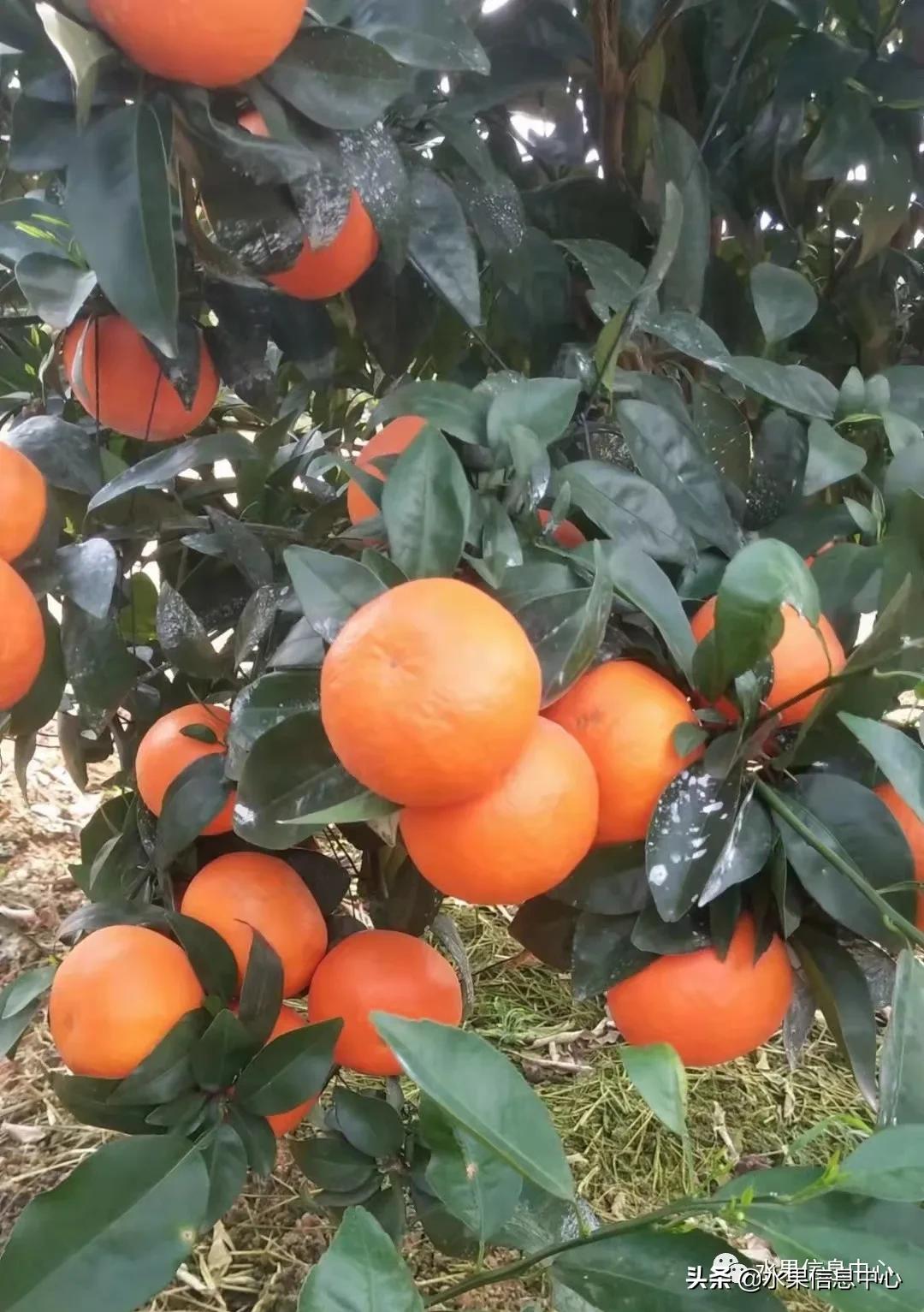 我国柑橘产区分布,柑橘产地行情