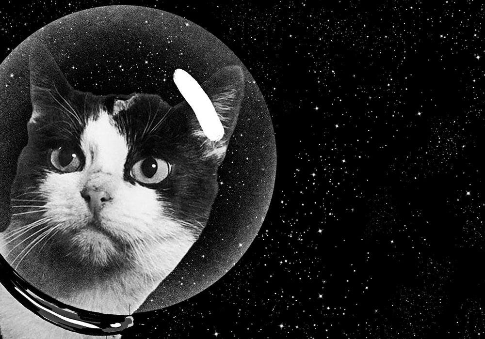 孩子热爱天文，父母该怎么引导？不如跟着这只猫咪学观星