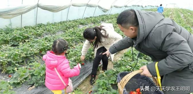 冬季草莓与夏季草莓哪个更有营养,反季草莓适合冬天吃吗