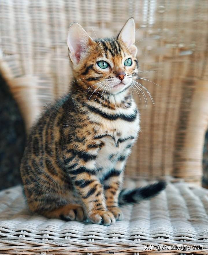 想养豹猫但咬人怎么办,想养孟加拉豹猫