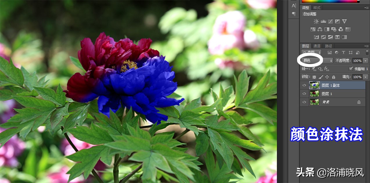 牡丹的名贵品种黑牡丹和绿牡丹,牡丹的稀有品种绿牡丹和黑牡丹