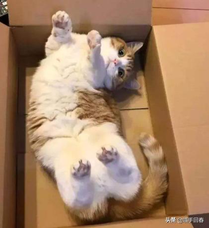 猫咪天冷了一定要和铲屎官睡觉,铲屎官们该怎样帮助猫咪过冬