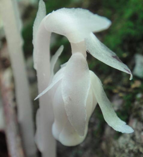 水晶兰被称为死亡之花它有剧毒吗,宁化发现大面积珍稀植物水晶兰