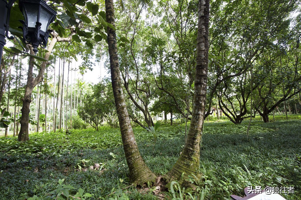热带植物的百科全书，匪夷所思的植物王国，兴隆热带植物园
