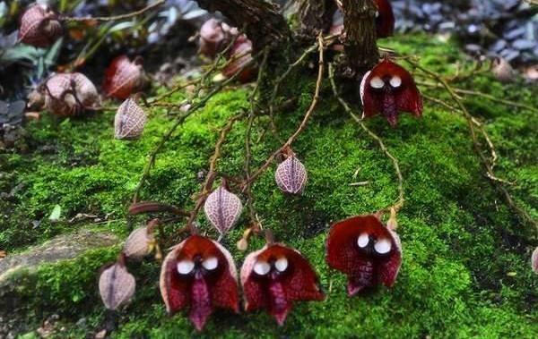 冷知识精选1,苦瓜的冷知识大全