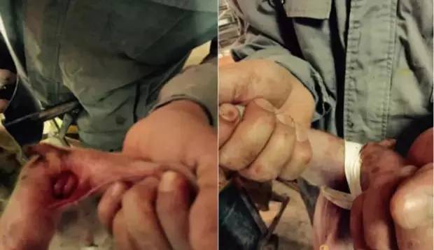 仔猪疝气最好的治疗方法,仔猪八字腿用什么胶布