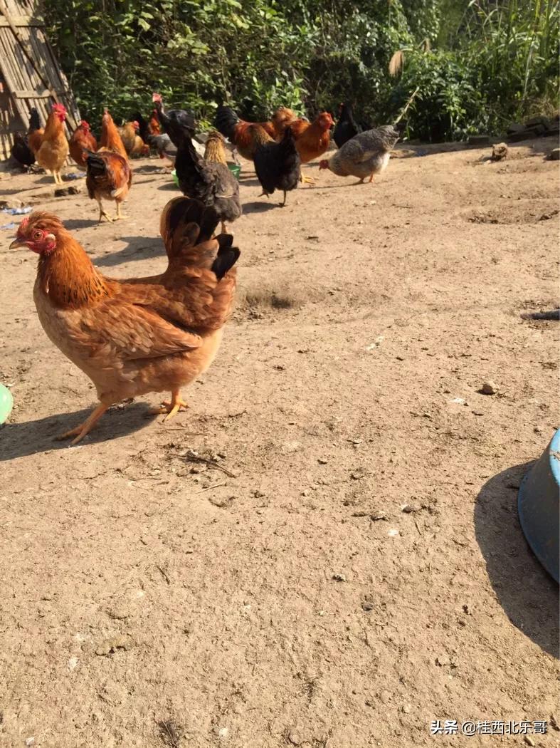 农村有什么可以返乡创业,回农村创业有什么好项目和政策