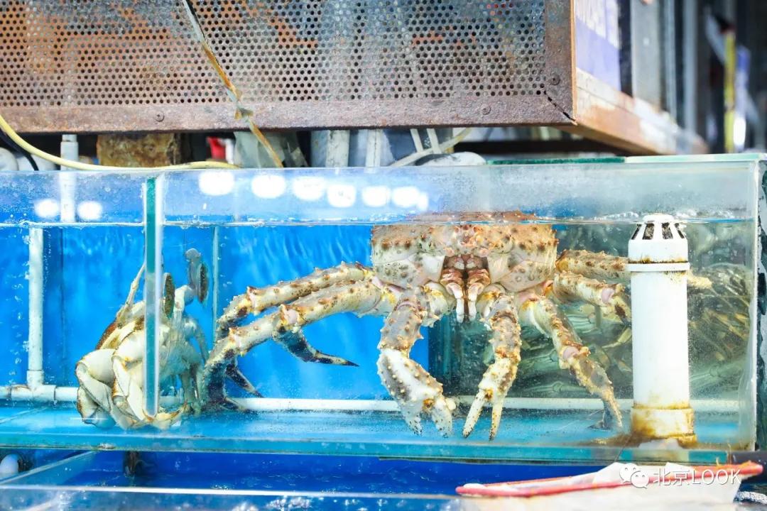 最便宜的北京花市,北京超好逛的花市