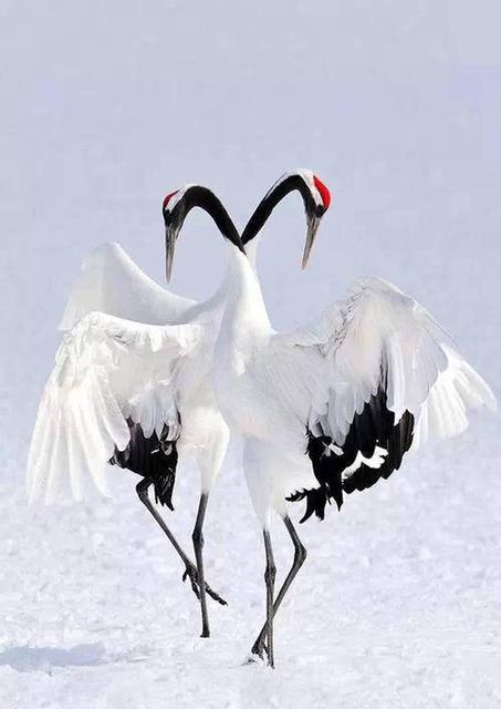 世界所有国家国鸟,世界各国国鸟大全