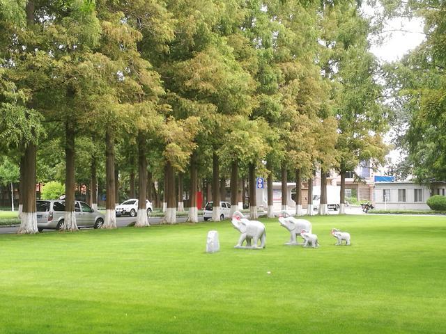 银杏水杉的化石图片,挺拔的水杉