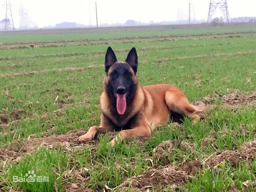 性格温顺的大型犬品种,宠物狗大型犬都有哪些品种