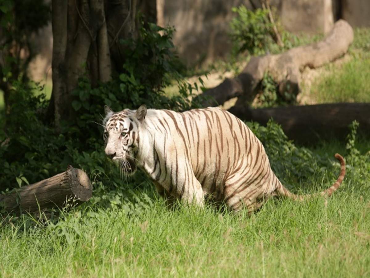 老虎的繁殖与交配：铁汉并没有柔情，冷门的知识又增加了