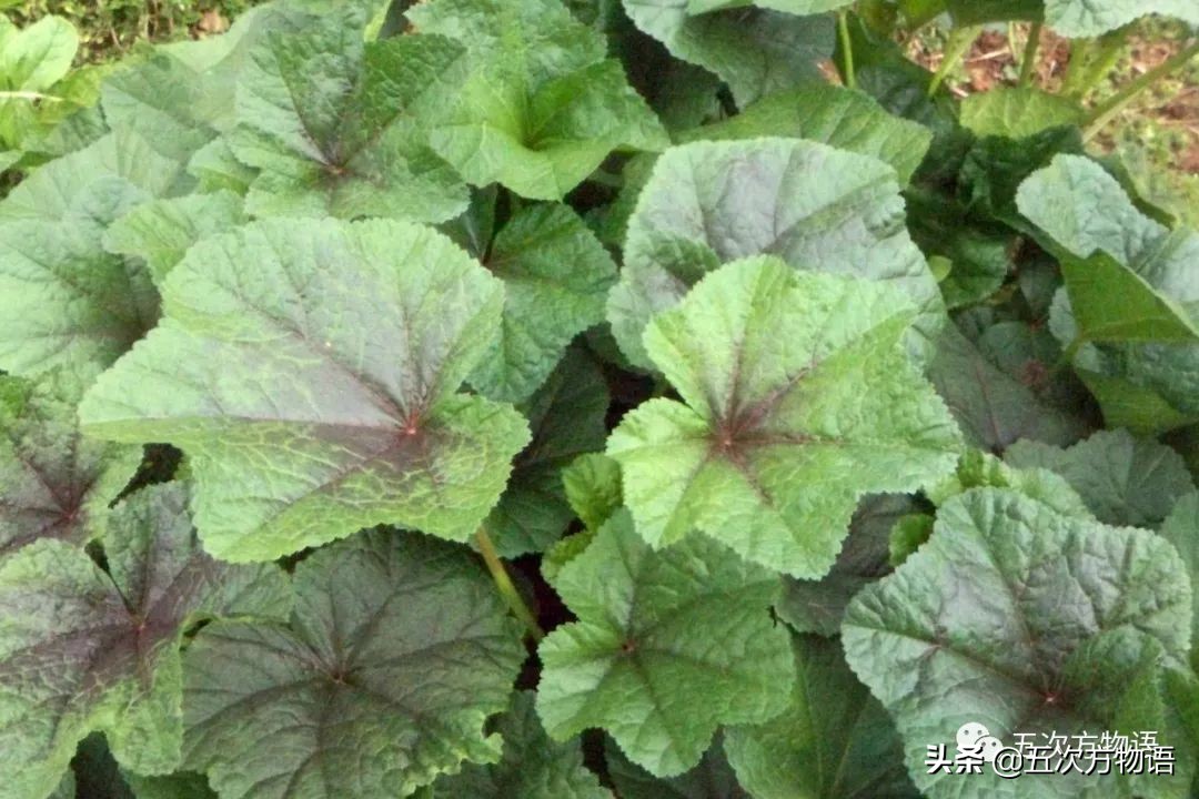 漫谈起源于中国的蔬菜